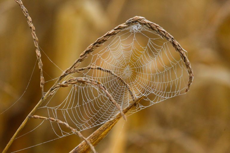تعدد استخدامات الحرير الذي تصنعه العناكب يُفسِّر جزئيًا نجاحها الهائل في التكيف (بيكسابي)
