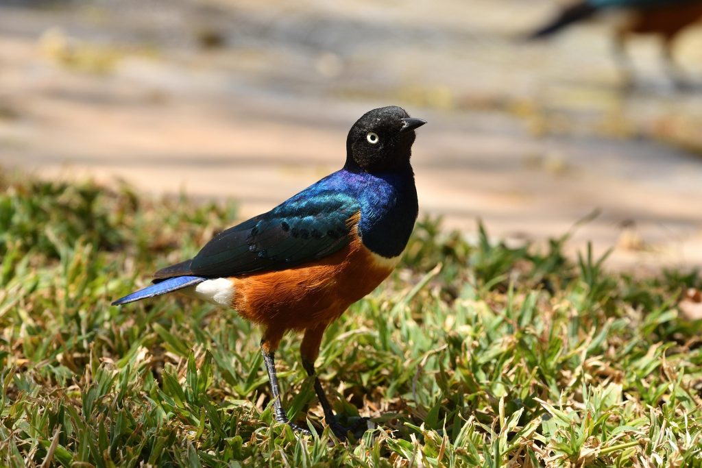 مثل البشر.. الزرازير الأفريقية تُكوّن صداقات طويلة الأمد