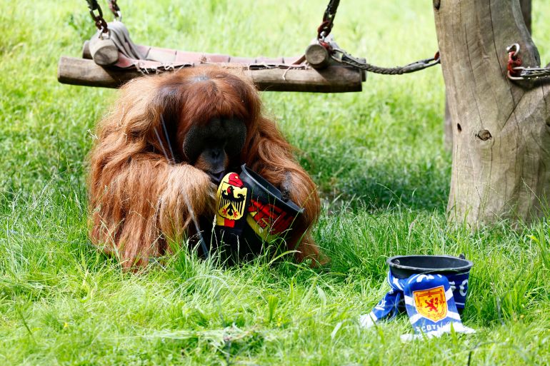 Soccer Football - Euro 2024 - Walter the Orangutan predicts opening game results of Germany v Scotland - Dortmund Zoo, Dortmund, Germany - June 13, 2024 Walter the Orangutan predicts Germany to win their first game REUTERS/Leon Kuegeler