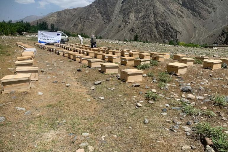 صناديق النحل في أفغانستان تمثل مصدر رزق مهم للعائلات، رغم التحديات، وتساهم في دعم الاقتصاد المحلي