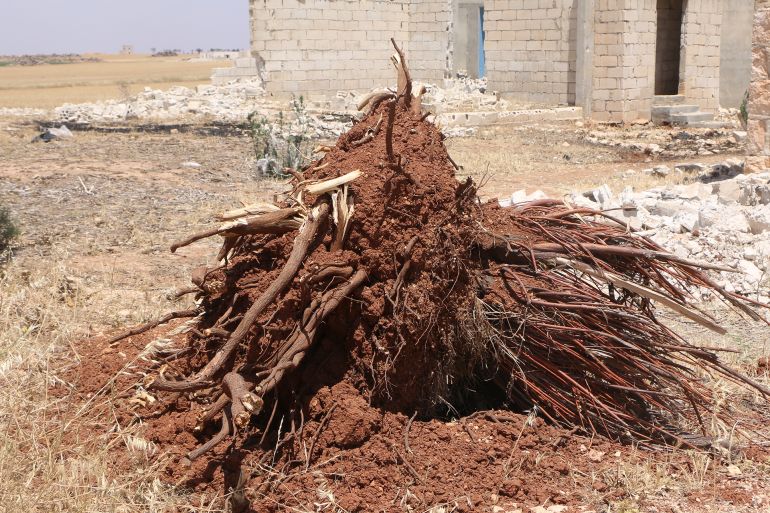 جذر شجرة مبيرة بعد قلعه من قبل قوات النظام البائد