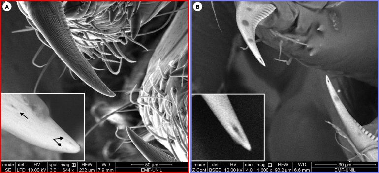 وجد الباحثون أن الأنياب لا تحتوي على قنوات لنقل الثم (الفريق البحثي)