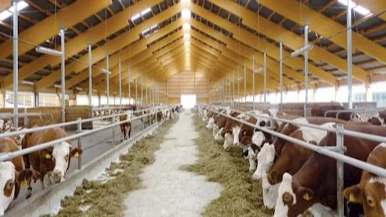 تمويل جديد بـ149.8 مليون جنيه لصغار المربين ضمن مشروع إحياء البتلو