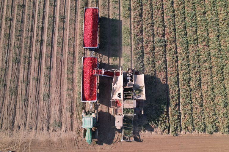 A machine harvester fills a load pulled by a tractor with processing tomatoes in Los Banos, California, U.S. September 6, 2022. REUTERS/Nathan Frandino