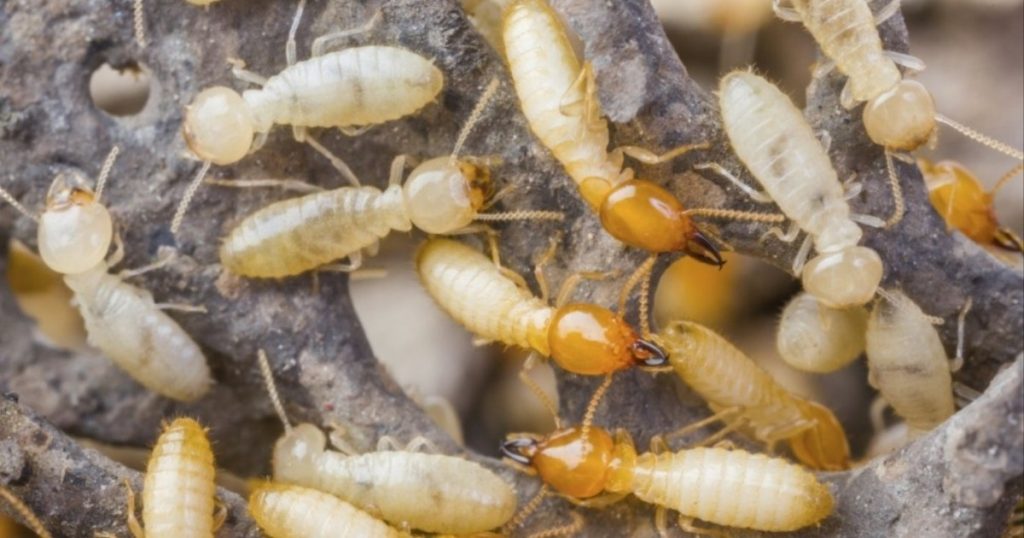 النمل الأبيض يغزو جميع أنحاء العالم عبر القوارب والسفن