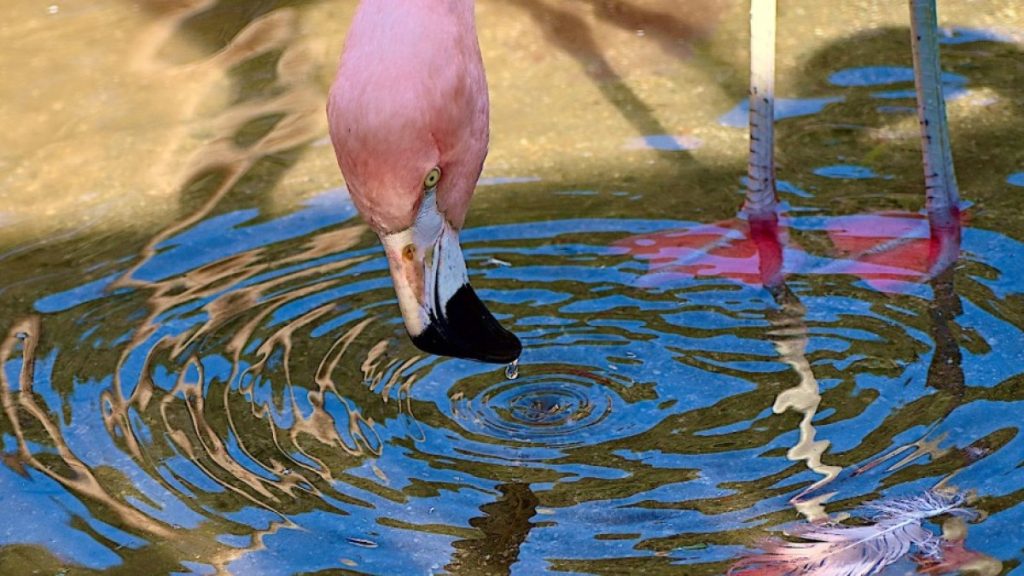 فيزيائي الطبيعة.. الفلامينغو يصنع دوامات دقيقة ليصطاد طعامه