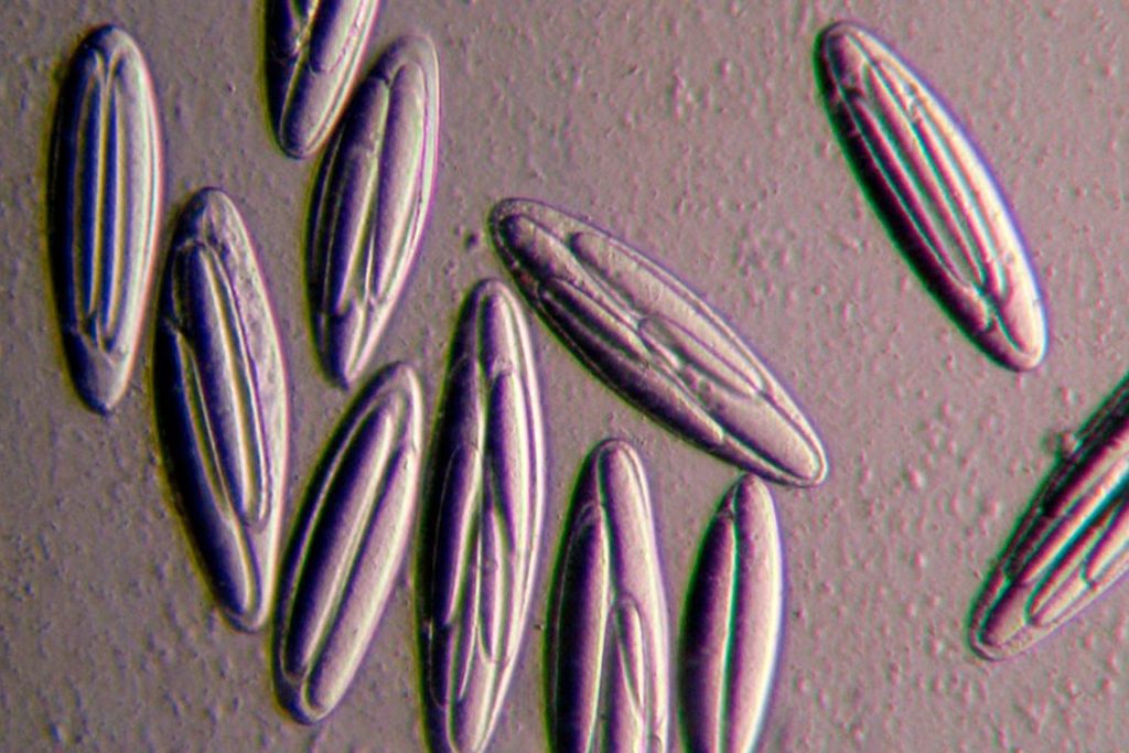 كيف استمدت الخلايا القديمة طاقتها بعصر ما قبل البناء الضوئي؟