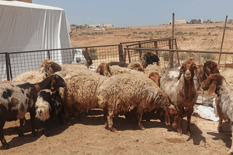 ارتفاع أسعار الأضاحي في الأردن مقارنة بالعام الفائت 2024 .. الجزيرة نت