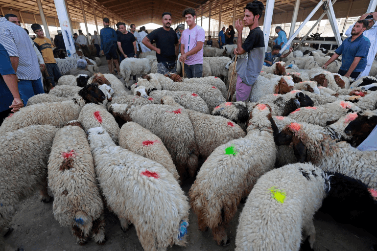 ارتفاع اسعار المواشي يجعل المواطنين يعزفون عن شراءها وكالات A vendor takes care of sheep at a livestock market in Jordan's capital of Amman on August 20, 2018, ahead of the Muslim holiday of Eid al-Adha or the "Feast of Sacrifice" which marks the end of the annual pilgrimage or Hajj.