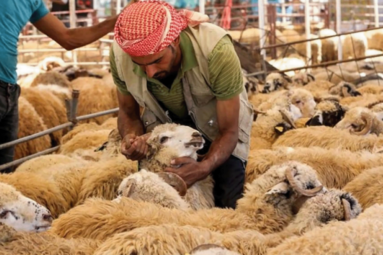 اسعار الاضاحي بالعراق تشهد ارتفاعا عن العام السابق A vendor takes care of sheep at a livestock market in Jordan's capital of Amman on August 20, 2018, ahead of the Muslim holiday of Eid al-Adha or the "Feast of Sacrifice" which marks the end of the annual pilgrimage or Hajj. (AFP / KHALIL MAZRAAWI)