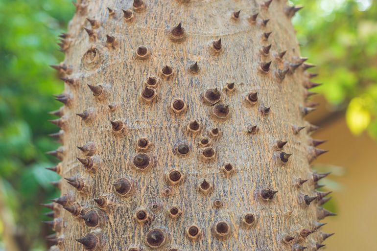 Thorny of the tree in rainforest