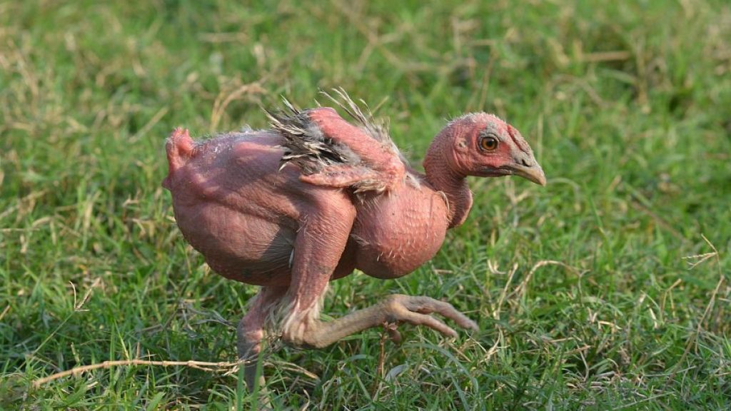 دجاج بلا ريش.. هل يواصل العلماء العبث بالجينات؟