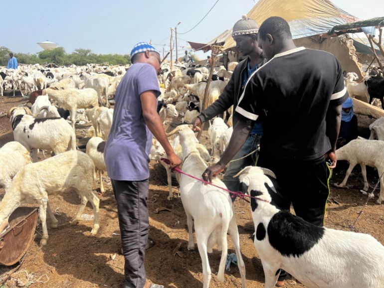 أسواق الأضاحي في موريتانيا شهدت ارتفاعات كبيرة في الأسعار هذا العام