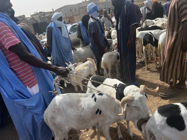 أسواق الأضاحي في موريتانيا شهدت ارتفاعات كبيرة في الأسعار هذا العام