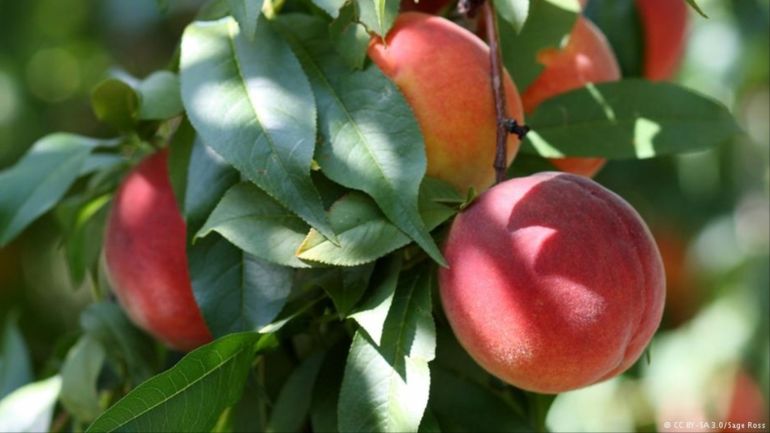 الدراق، أكثر الفواكه إغراءً في الصيف 2