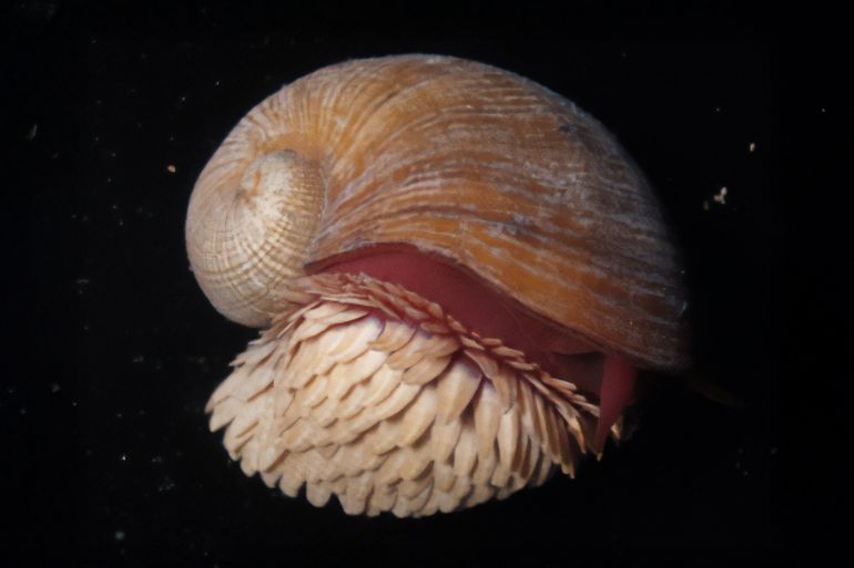 Photo of right side view of Chrysomallon squamiferum from the Solitaire vent field. Scale bar is 1 cm Source: Kentaro Nakamura et al/Wikimedia Commons