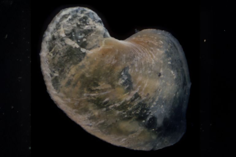 Photo of outer surface of the operculum of an adult individual of Chrysomallon squamiferum. The scale bar is 1 mm Source: Kentaro Nakamura et al/Wikimedia Commons