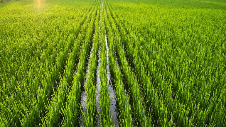لحماية الأمن الغذائي المحلي.. فرض ضريبة على صادرات الأرز في الهند