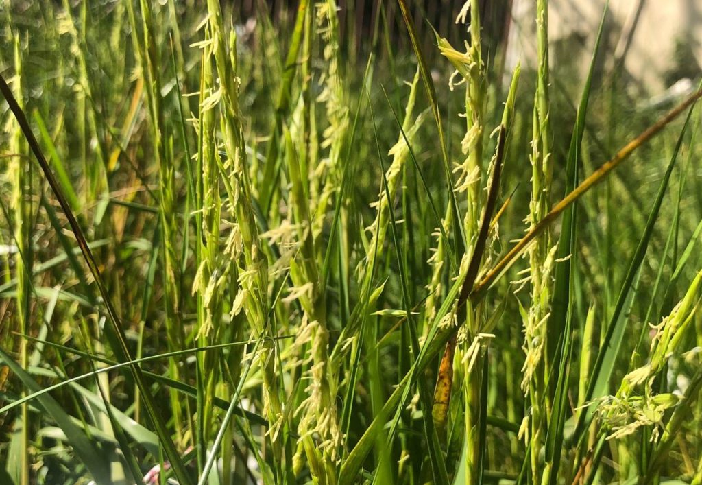 من “أرز المياه المالحة” إلى السواك.. السعودية تدجن نباتات جديدة بالصحراء