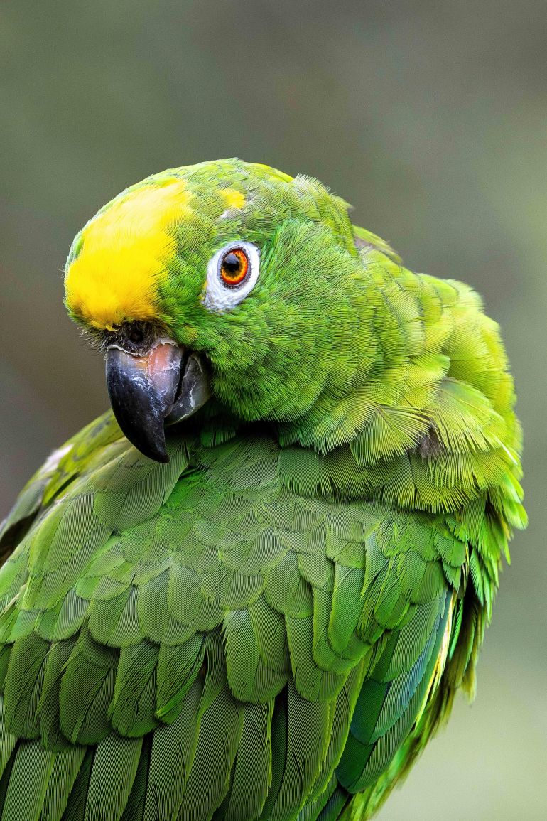 طريقة تكوين اللغة في الببغاوات تشبه البشر (بيكسابي)