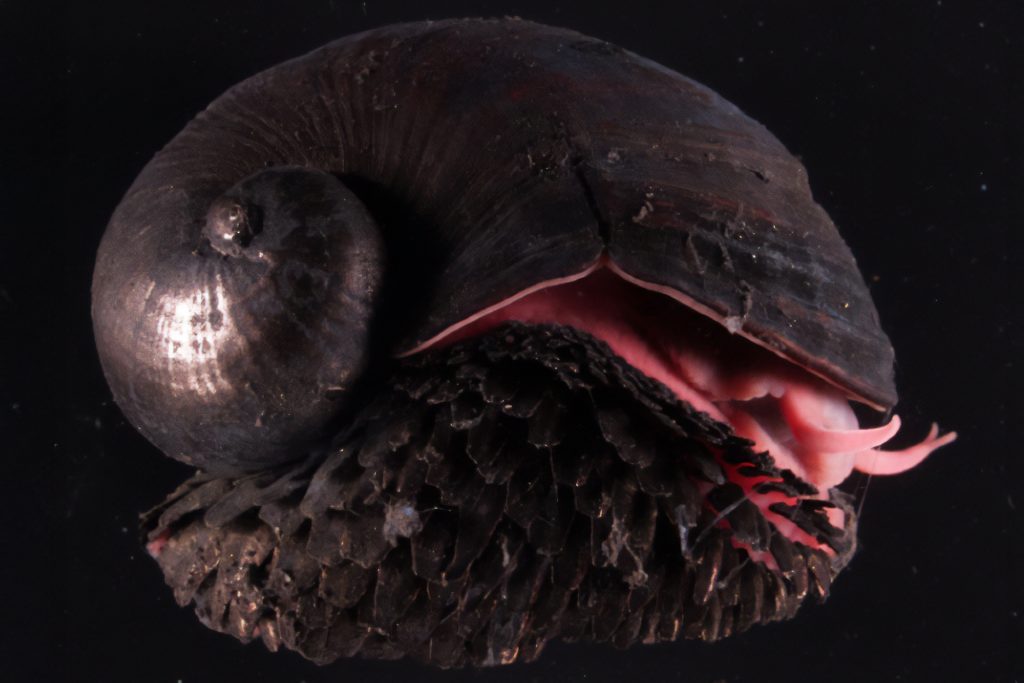 الحلزون البركاني كائن بحري “حديدي” لا يمكن تدميره