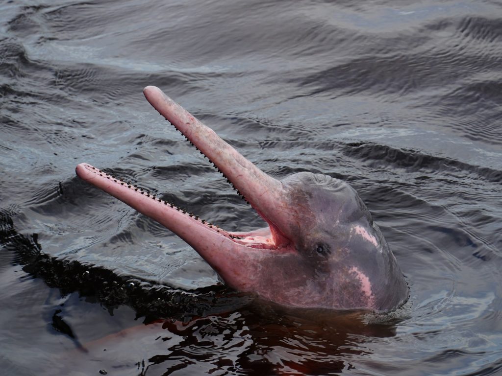 الابتسام تحت الماء.. كيف تتواصل الدلافين بتعابير الوجه؟