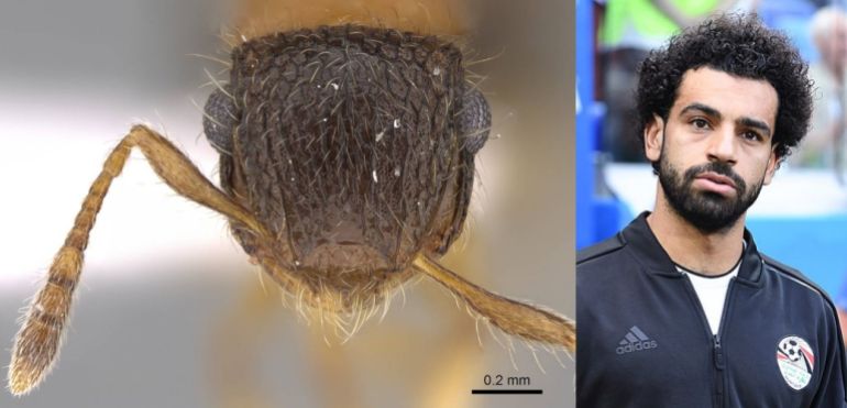 نملة "ميرانوبلس موصلاحي"، المكتشفة في منطقة صلالة بسلطنة عمان (مصطفى شرف)