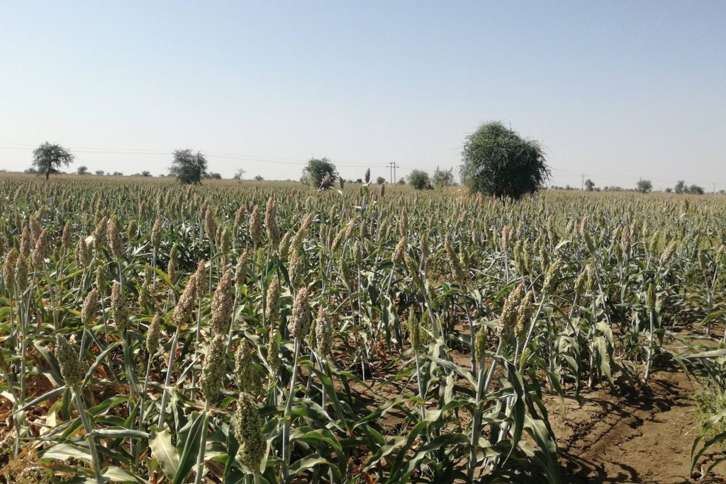 مليشيا “الشفتة” الإثيوبية تهاجم وتنهب 3 قرى سودانية حدودية | أخبار