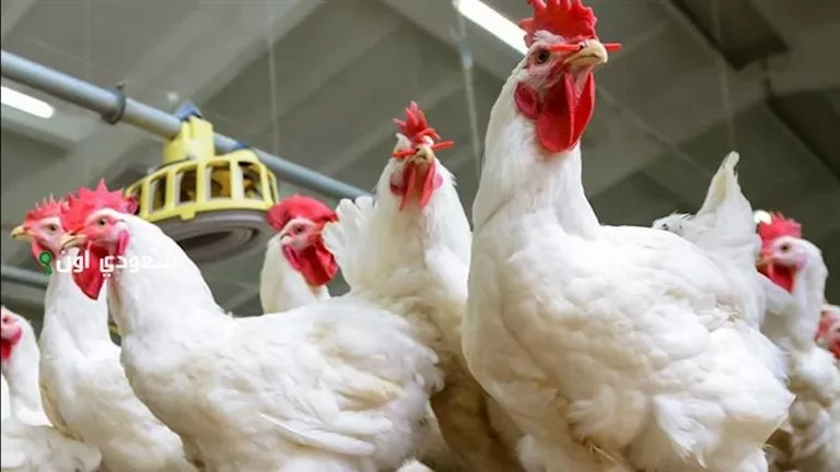 هل تشهد أسعار الدواجن زيادة مع اقتراب رمضان؟.. رئيس الشعبة يوضح