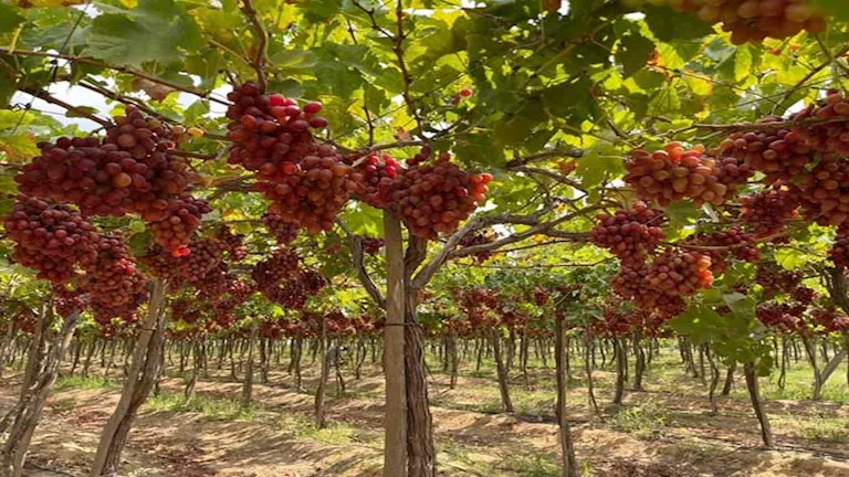 استشاري: التقلبات المناخية الشرسة تؤثر بشكل فوري على زراعة ا