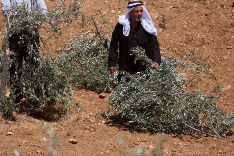 HEBRON, WEST BANK - MAY 24: Palestinian residents examine olive trees on their land damaged by Israelis who usurped Palestinian lands in the Yatta district of Hebron, West Bank on May 24, 2025. ( Mamoun Wazwaz - Anadolu Agency )