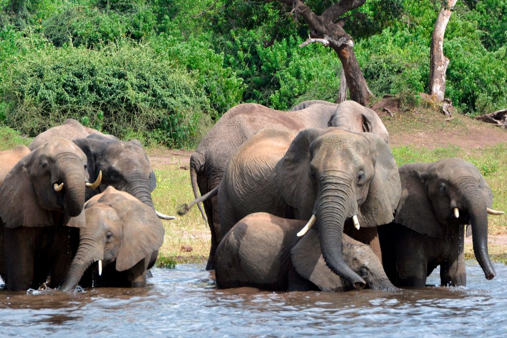مثل البشر.. الأفيال يمكن أن “تومئ” لتحديد طلباتها | علوم