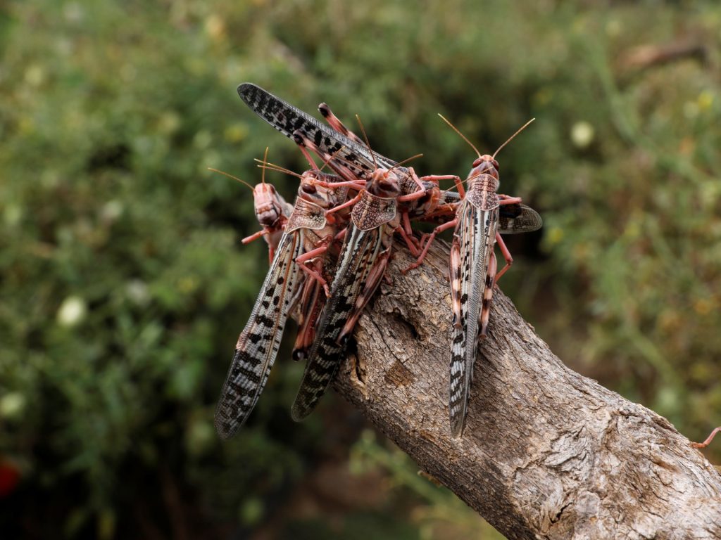 الصين تكشف “السر الكيميائي” للتخلص من أسراب الجراد المدمرة
