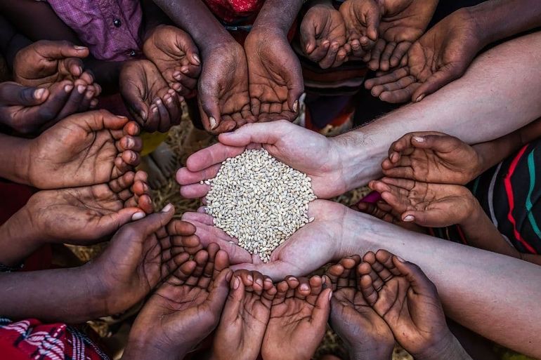 Volunteer caucasian man giving grain to starving African children. Poor African children keeping their hands up - asking for food. Many African children suffer from poverty - 20% of Africa’s children will die before the age of five. Every day 30,000 children die from a combination of disease- infested water and malnutrition.