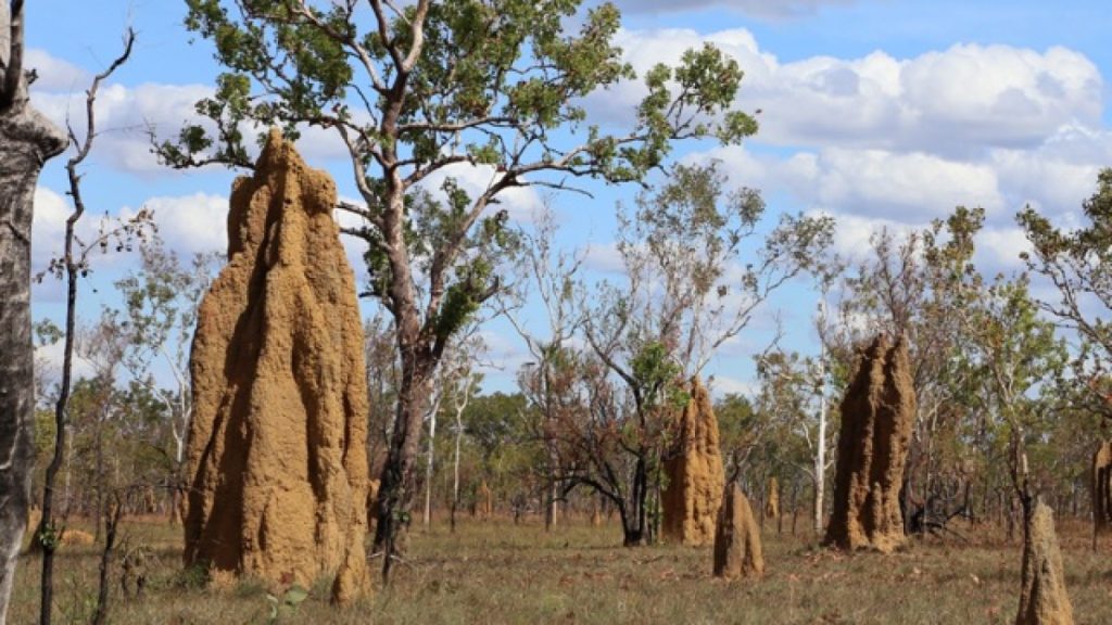 مهندس المعجزات.. كيف يتمكن النمل الأبيض من بناء مدن فائقة الدقة؟