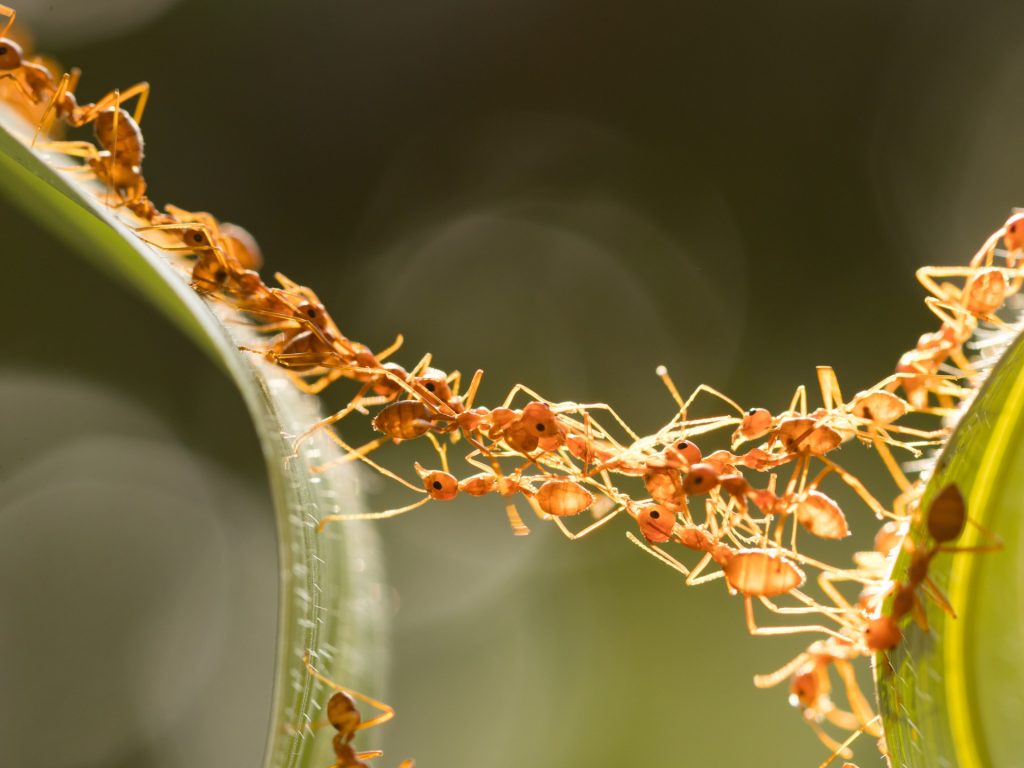 حروب النمل.. تكتيكات قتال معقدة تشبه عمليات البشر العسكرية