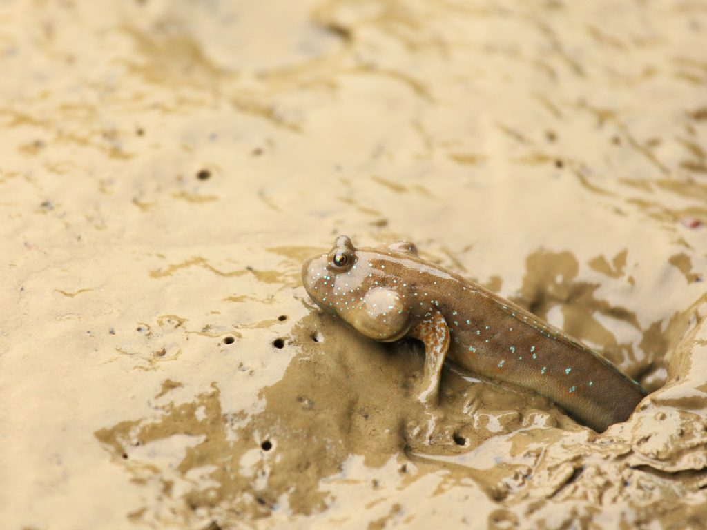 5 أسماك تتمكن من العيش خارج الماء.. ما دافعها لذلك؟