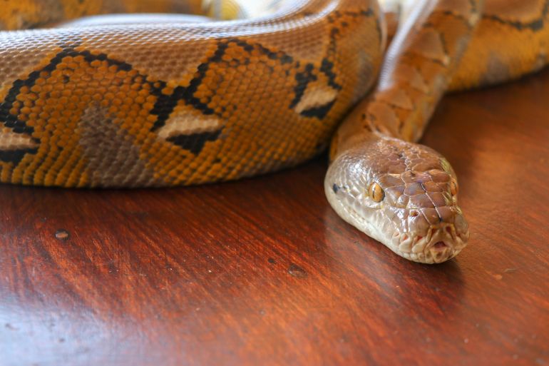 Portrait of a Albino reticulated python snake. Beautiful reptile. International Snake Day, July 16th. Concept of pet ...