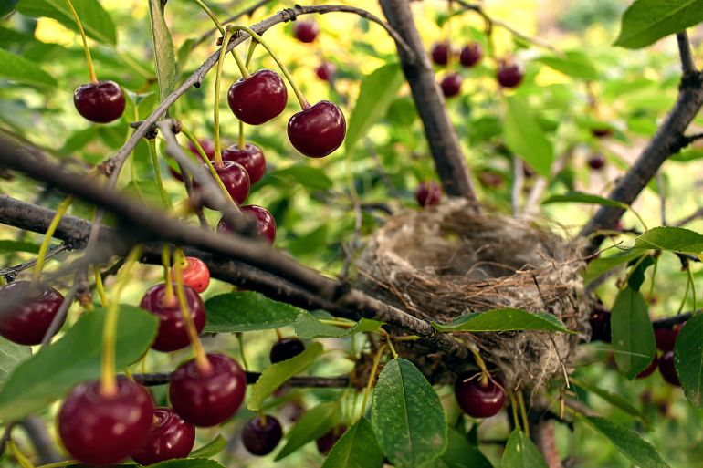 maroon cherry berries, cherry branches with berries, bird's nest among the branches of a cherry tree, cherry berries on a branch close-up, straw empty nest on a branch on a tree