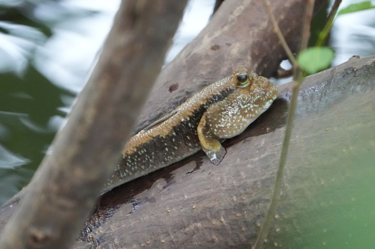 Mudskippers are a unique and fascinating group of fish that belong to the family Gobiidae and the subfamily Oxudercinae.