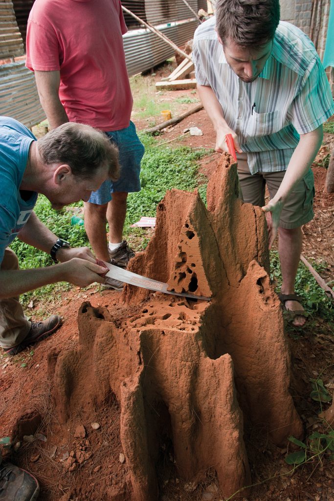 هانتر ميد ورفاقه أثناء دراسة بيوت النمل الأبيض (مختبرات ل. ماهاديفان)