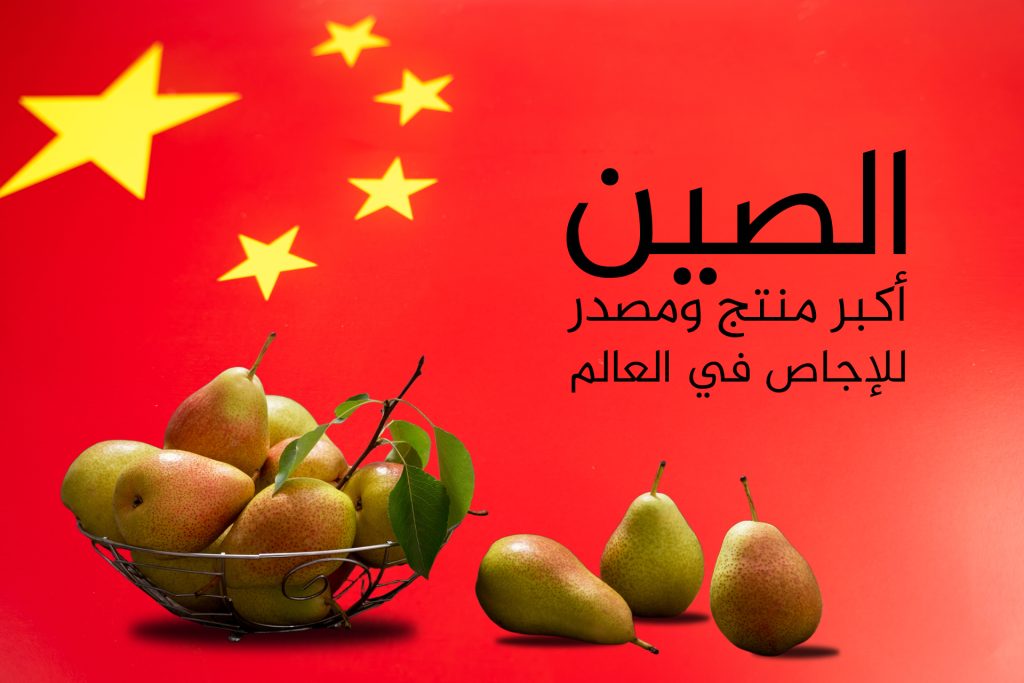 أكبر 10 دول منتجة ومصدرة للإجاص في العالم.. الجزائر الأولى عربيا