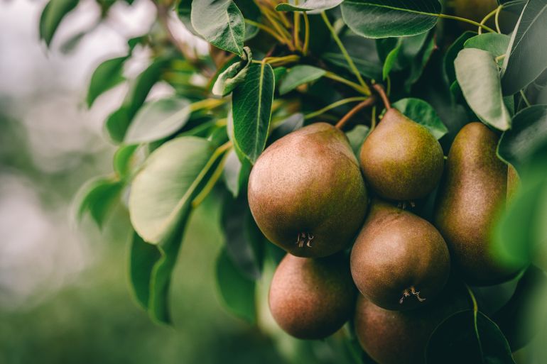 Green pears with leafs in a pear orchard.