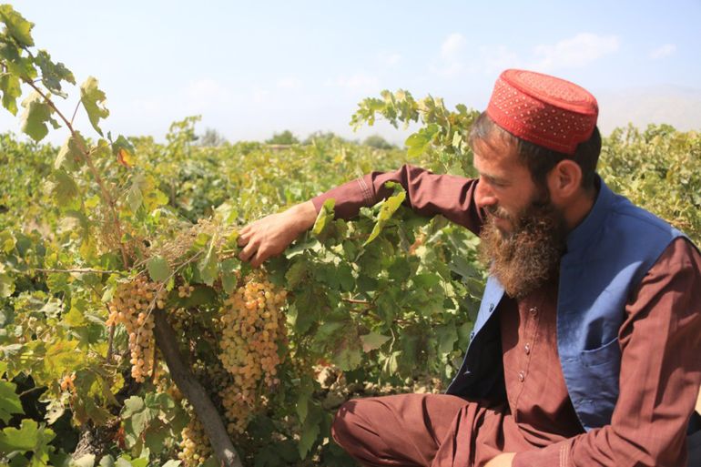 المزارع الأفغاني حاجي رحيم الله يتفقد بعناية حقول العنب في منطقته، معبرًا عن رضاه بجودة المحصول هذا الموسم رغم التحديات الزراعية المصدر: وكالة شينخوا الصينية