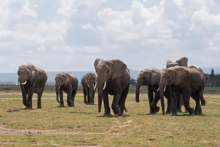 Elephants at the Amboseli National Park in Kenya [File: Tony Karumba/AFP]