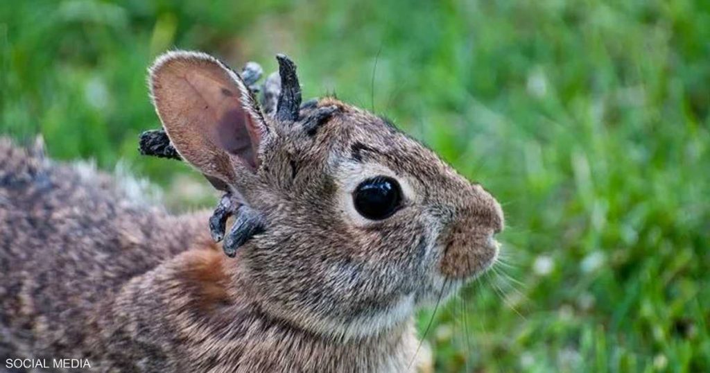 “أرانب الزومبي” تثير ذعرا في ولاية أميركية
