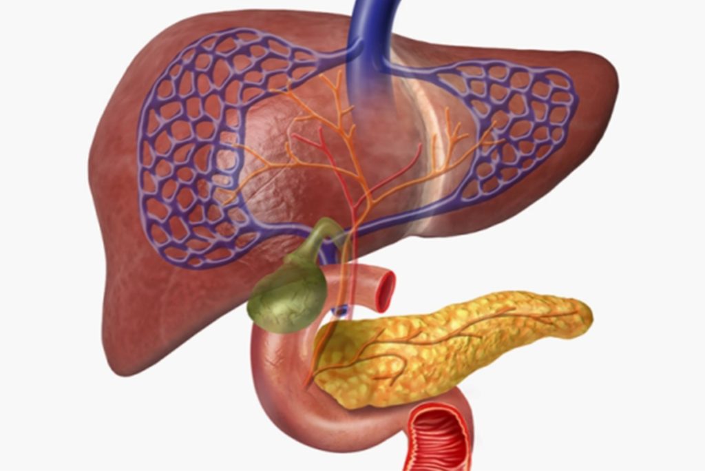 الخلايا المغلفة بسكر يمكنها حماية خلايا البنكرياس المنتجة للإنسولين