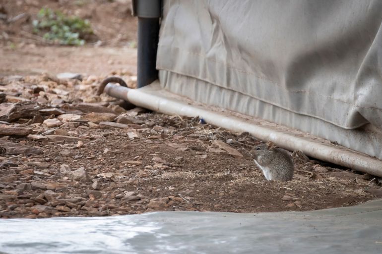 Little mouse eating in front of safari tent in Serengeti in Tanzania, East Africa