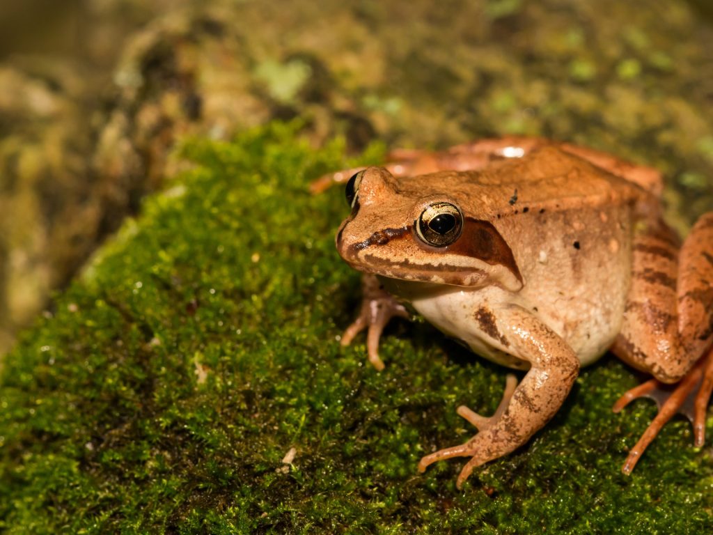 الضفدع الخشبي.. أعجوبة التصميم يتوقف قلبه في الشتاء وينبض بالربيع