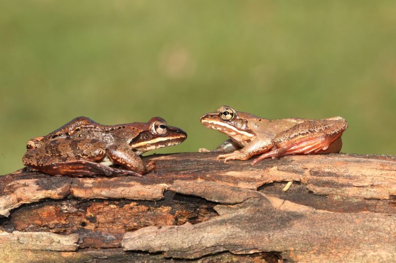 Wood Frogs (Rana sylvatica) sunning on a log. Comparison of a male (left) and a female (right)